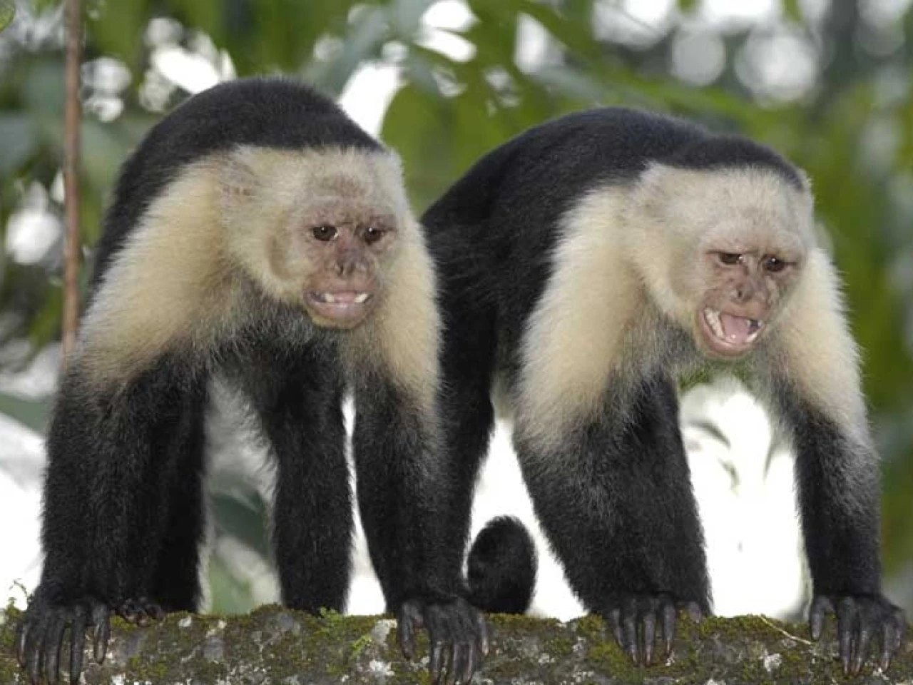 Защо маймуна хвърля краставица в лицето на учен – и какво общо има това с работата ни