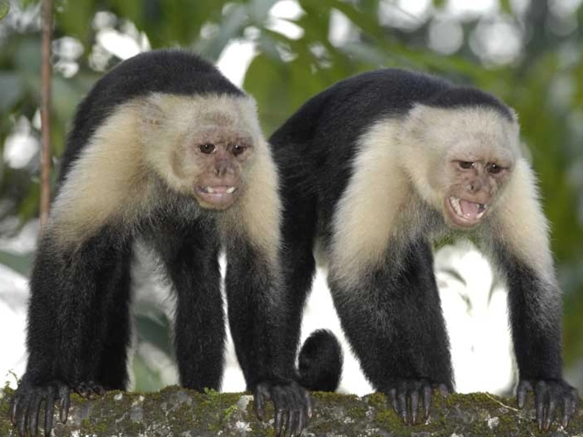 Защо маймуна хвърля краставица в лицето на учен – и какво общо има това с работата ни